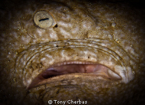 One Eyed Monster?  No, it's a wobbegong shark's eye and s... by Tony Cherbas 